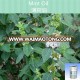 natural peppermint oil and peppermint essential oil